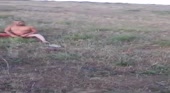 15755783689430.mp4