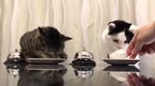 котеки.webm