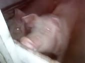16132500337561.mp4