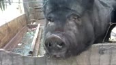 16142049886730.webm