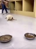16161352989170.mp4