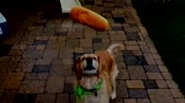 16164248640960.webm