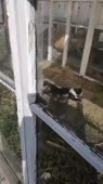 Кiт.mp4