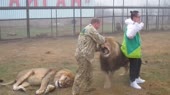 Львы жрут китайцев.mp4