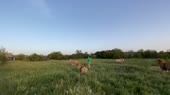Защита льва.webm