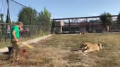 Стерва и вожак.webm