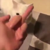 15969044658600.mp4