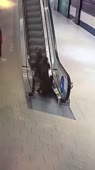 Катятся.mp4