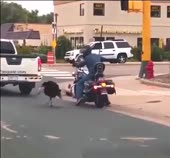 курлы.mp4