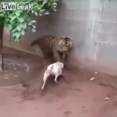 не стоит злить котика.mp4