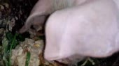 Мыкола кушает.mp4