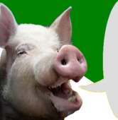 Sibirpig2.jpg