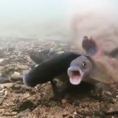 2356.mp4