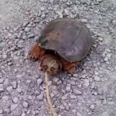 2358.webm