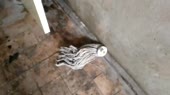 rus.webm