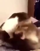 16162108968130.mp4
