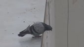 16035667222890.mp4