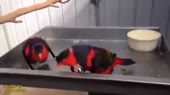 vtn.mp4