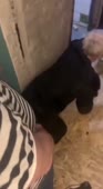1491033345933.mp4