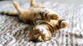 116301648gettyimages-1071204136.jpg