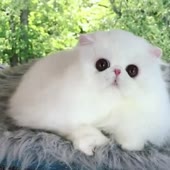 16126348015120.webm