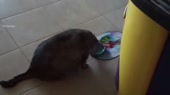 16210882191130.mp4