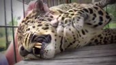 14565854498580.webm