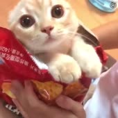 15987331510483.webm