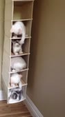 14619878842150.webm