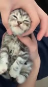 15686960624180.webm