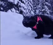 16174800724130.mp4
