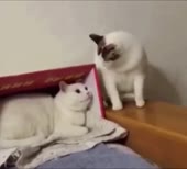 16101888038380.mp4