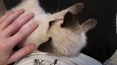 16209932081880.webm