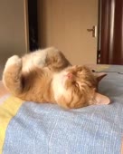 16035194064460.mp4