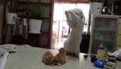 15787089833112.webm