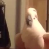16110768910740.mp4