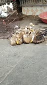 16110859183711.webm