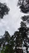 162204874979401.mp4