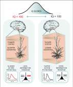 A-cellular-basis-of-human-intelligence-Higher-IQ-scores-ass[...].png