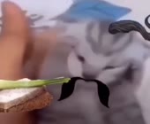 25348486094688096733.mp4