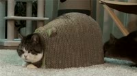 15021127719660.webm