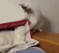 KOTOFUNK.mp4