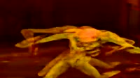 flex.mp4