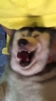 хаски.webm