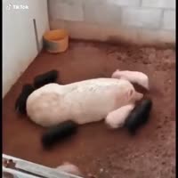 свиноворот.webm