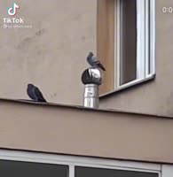 16513123310591.mp4
