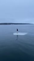16525635538142.webm