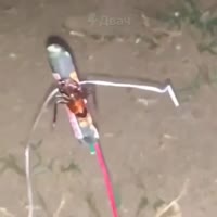 16377092715590.mp4