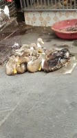 утка.mp4