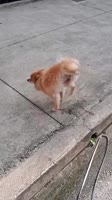 ! Двач @dvachannel @rand2ch @ru2chban (3).mp4